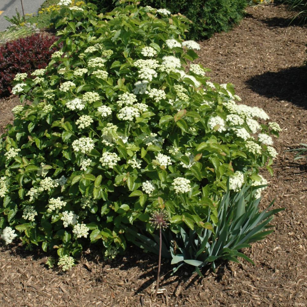 Viburnum Dentatum Blue Muffin - View 5 from www redcrocus com