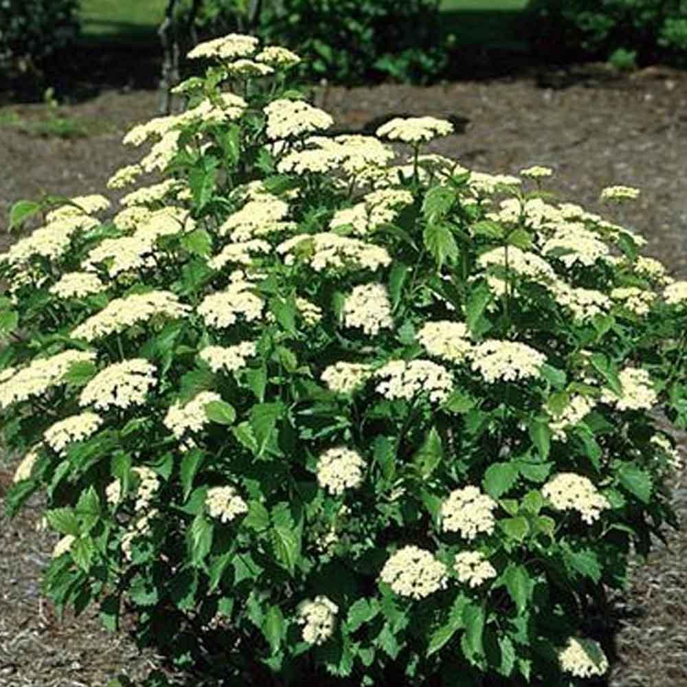 Viburnum Dentatum Blue Muffin - View 8 from www redcrocus com