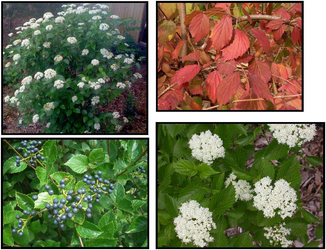 Viburnum Dentatum Blue Muffin - View 9 from www redcrocus com