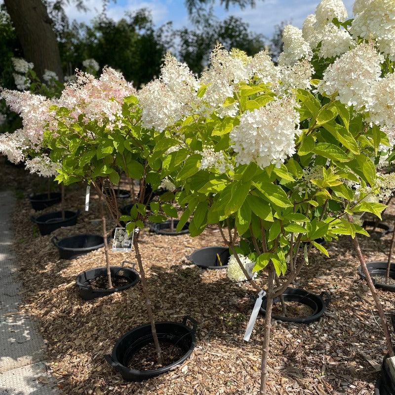 Hydrangea Paniculata 'phantom' - View 28 from www redcrocus com