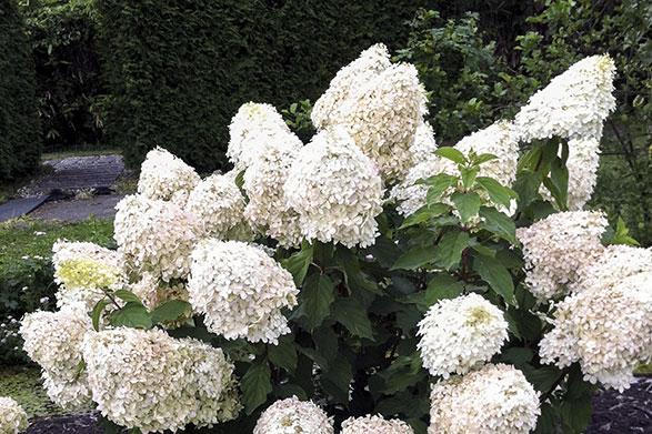 Hydrangea Paniculata 'phantom' - View 31 from www redcrocus com