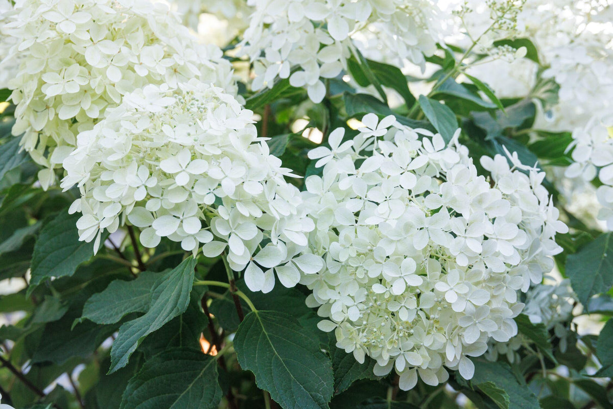 Hydrangea Paniculata 'phantom' - View 37 from www redcrocus com