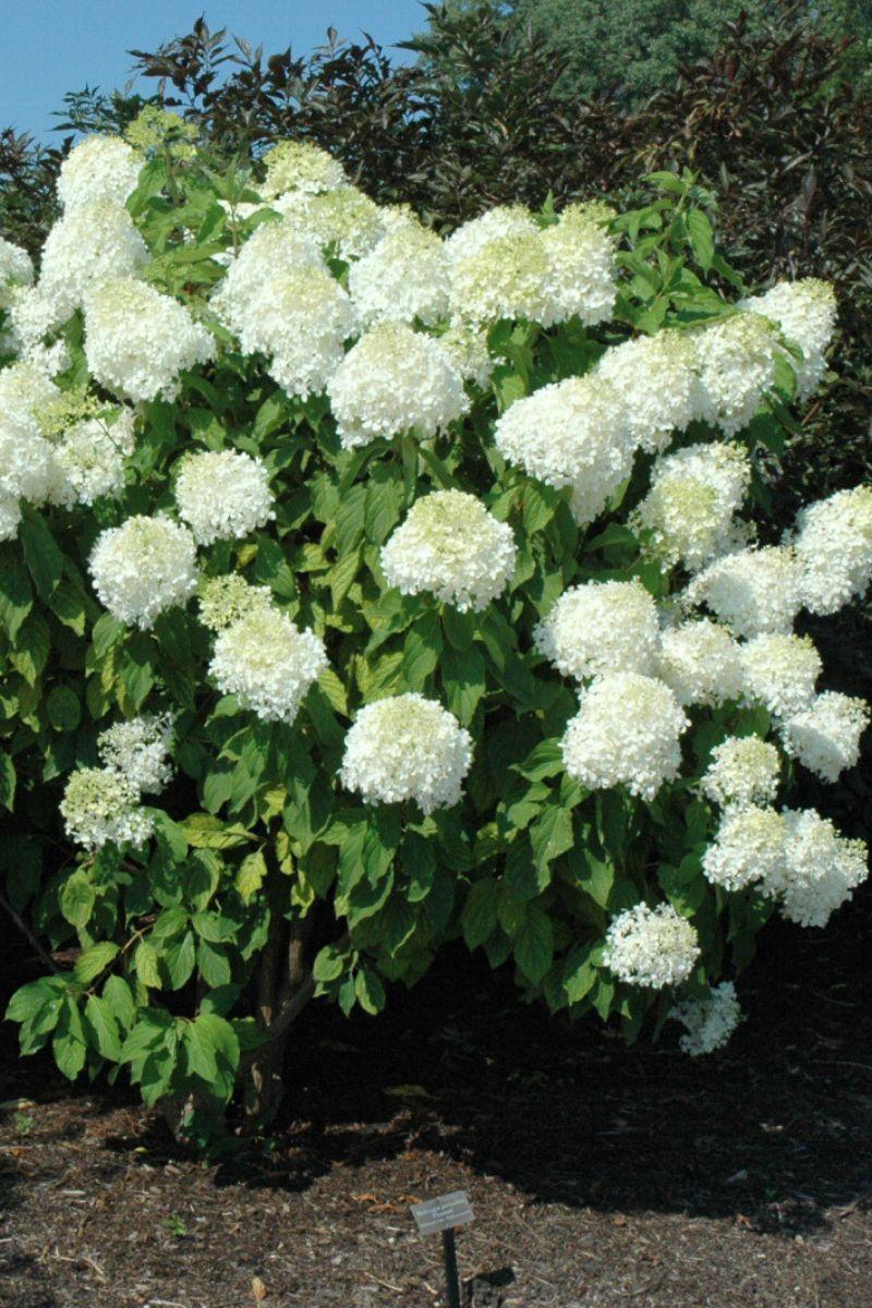 Hydrangea Paniculata 'phantom' - View 39 from www redcrocus com