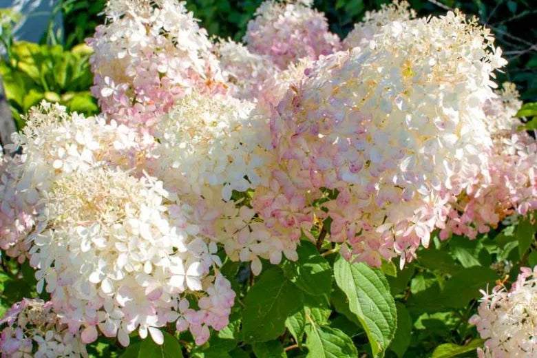 Hydrangea Paniculata 'phantom' - View 3 from www redcrocus com