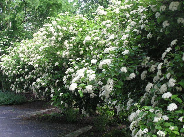 Viburnum Dentatum 'chicago Lustre' - View 19 from www redcrocus com