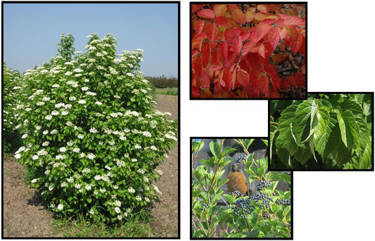 Viburnum Dentatum 'chicago Lustre' - View 1 from www redcrocus com