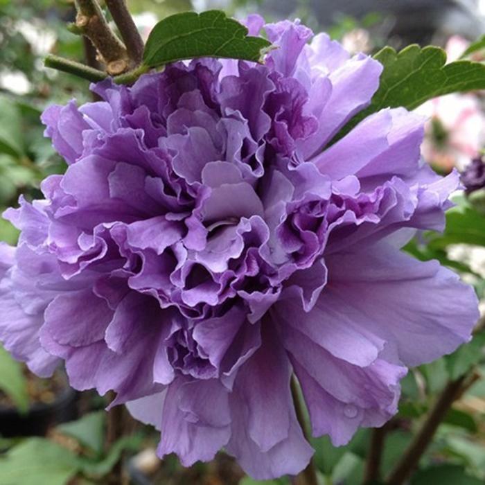 Hibiscus Syriacus Blueberry Smoothie - View 10 from www redcrocus com