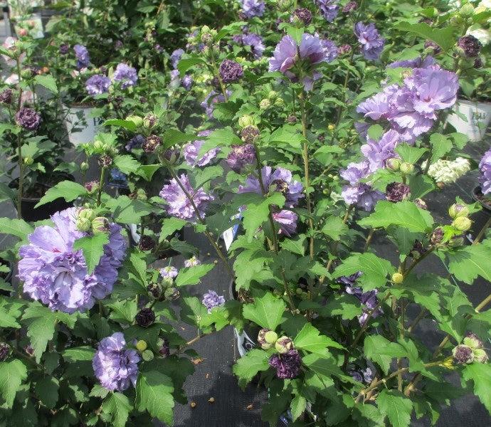 Hibiscus Syriacus Blueberry Smoothie - View 11 from www redcrocus com