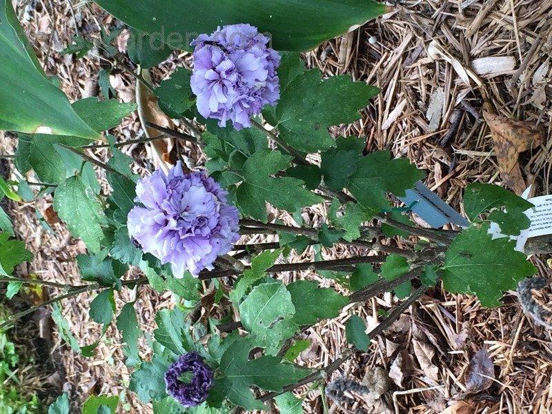 Hibiscus Syriacus Blueberry Smoothie - View 13 from www redcrocus com