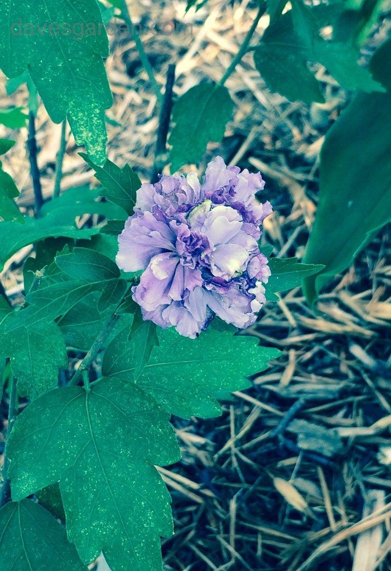 Hibiscus Syriacus Blueberry Smoothie - View 14 from www redcrocus com