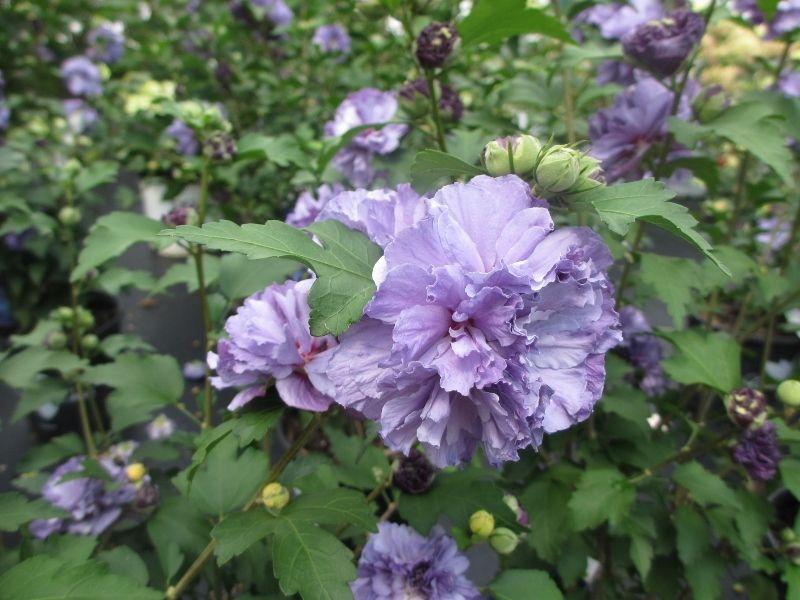 Hibiscus Syriacus Blueberry Smoothie - View 15 from www redcrocus com