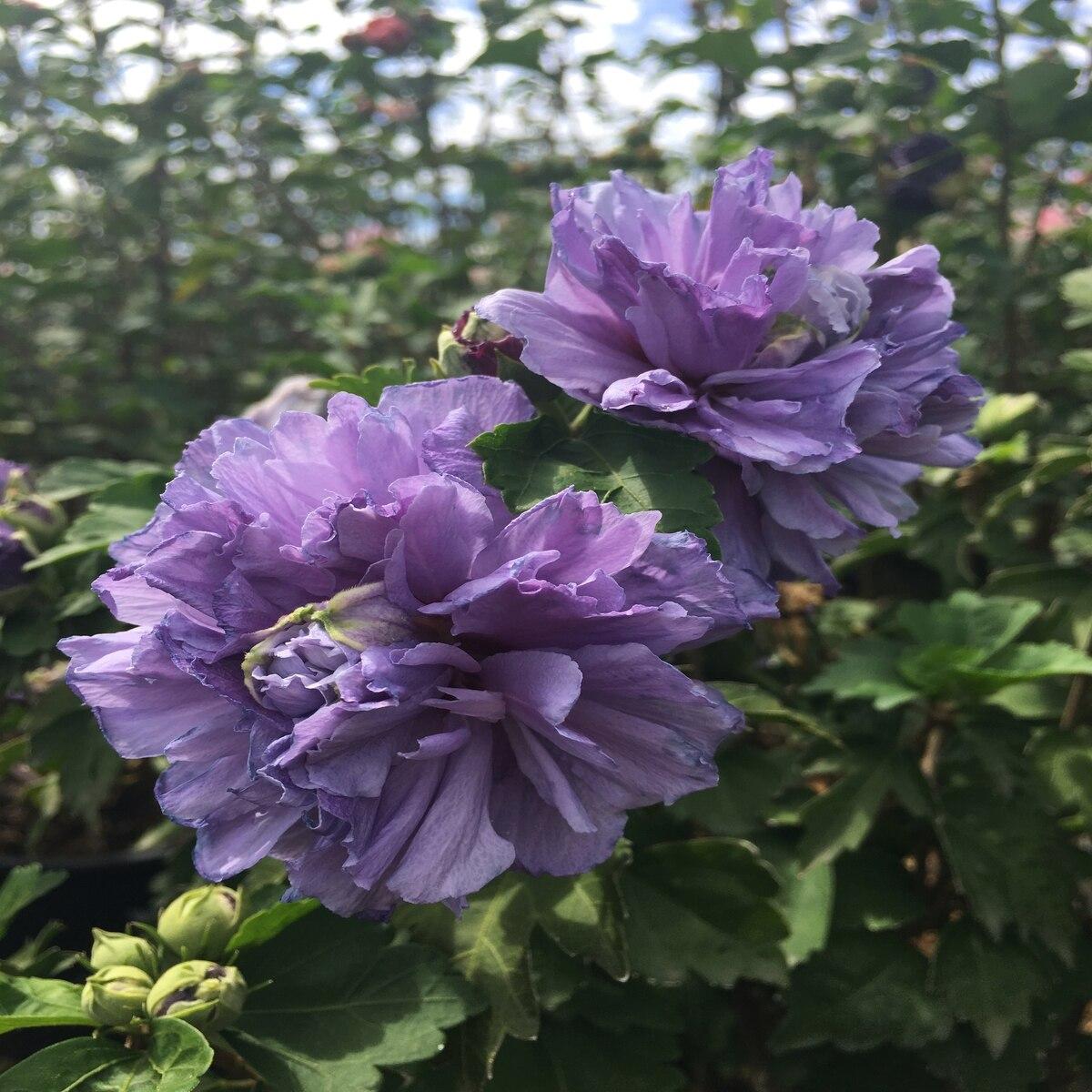 Hibiscus Syriacus Blueberry Smoothie - View 1 from www redcrocus com