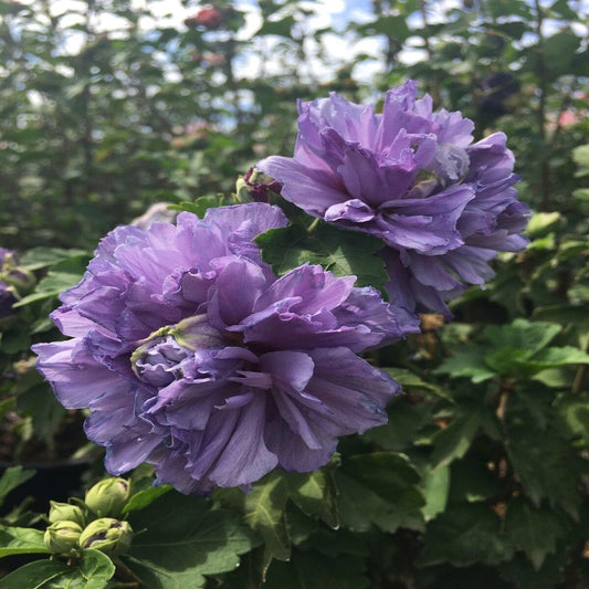 Hibiscus Syriacus Blueberry Smoothie - View 1 from www redcrocus com