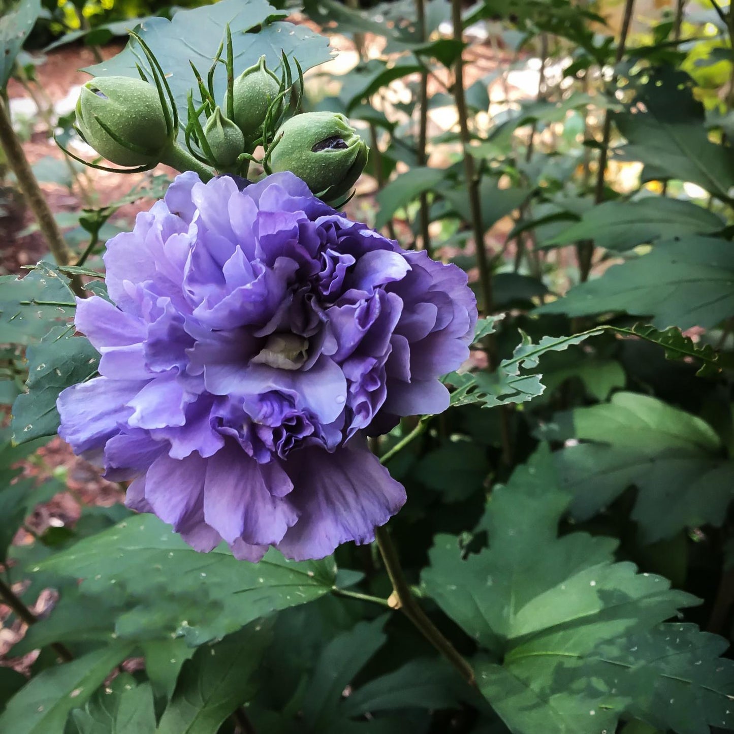 Hibiscus Syriacus Blueberry Smoothie - View 2 from www redcrocus com