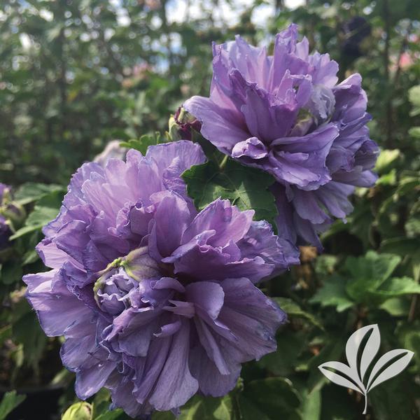 Hibiscus Syriacus Blueberry Smoothie - View 3 from www redcrocus com