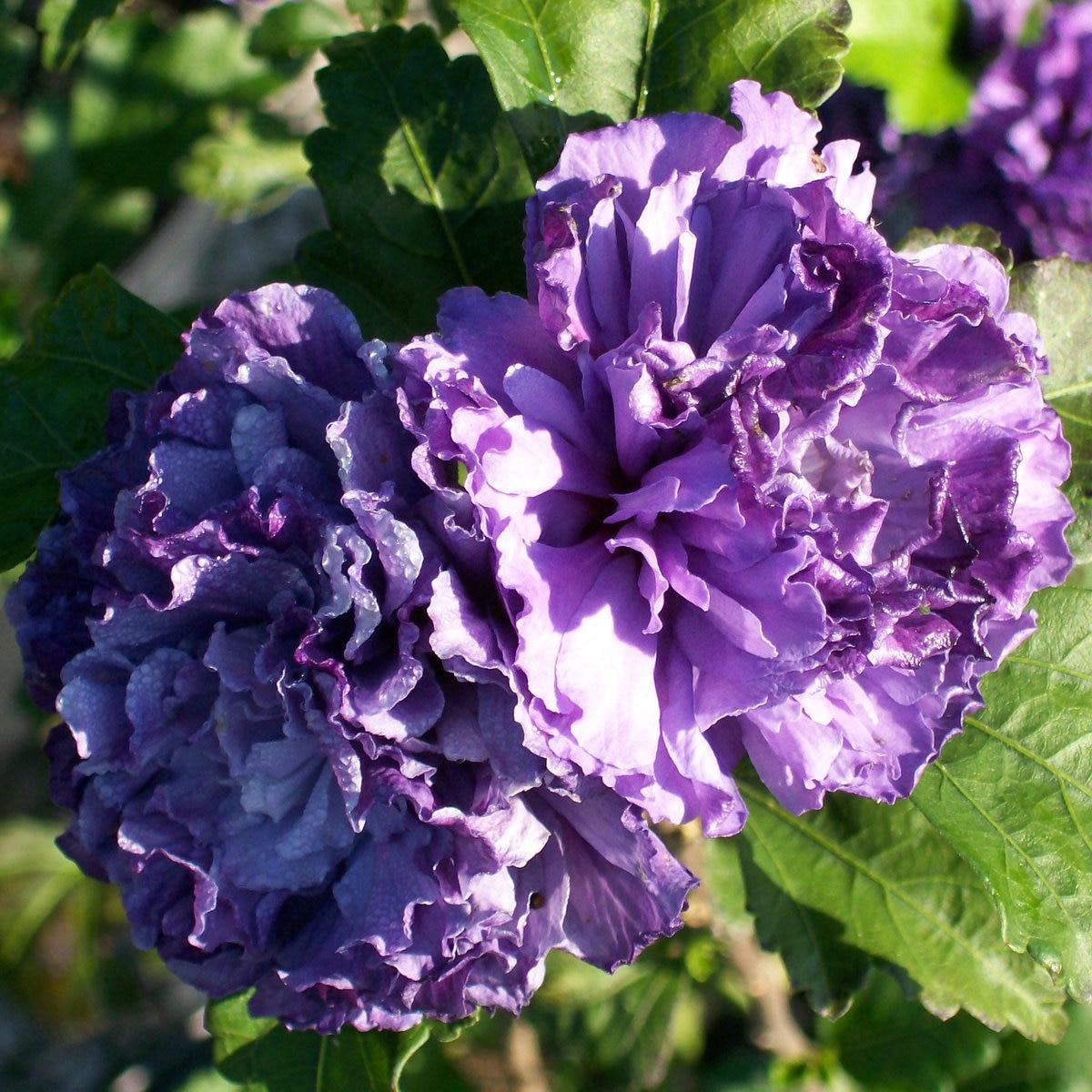 Hibiscus Syriacus Blueberry Smoothie - View 4 from www redcrocus com