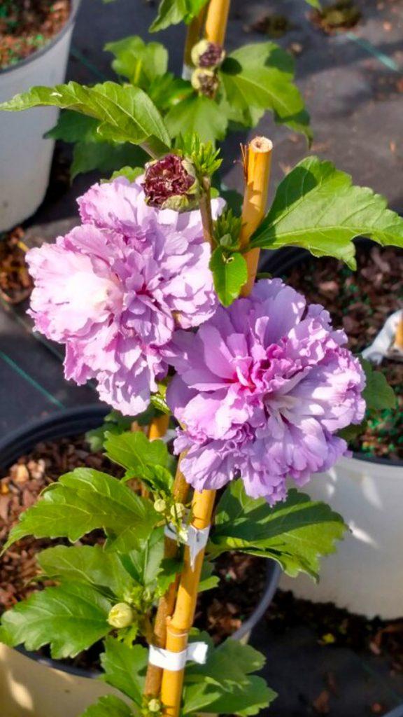 Hibiscus Syriacus Blueberry Smoothie - View 5 from www redcrocus com