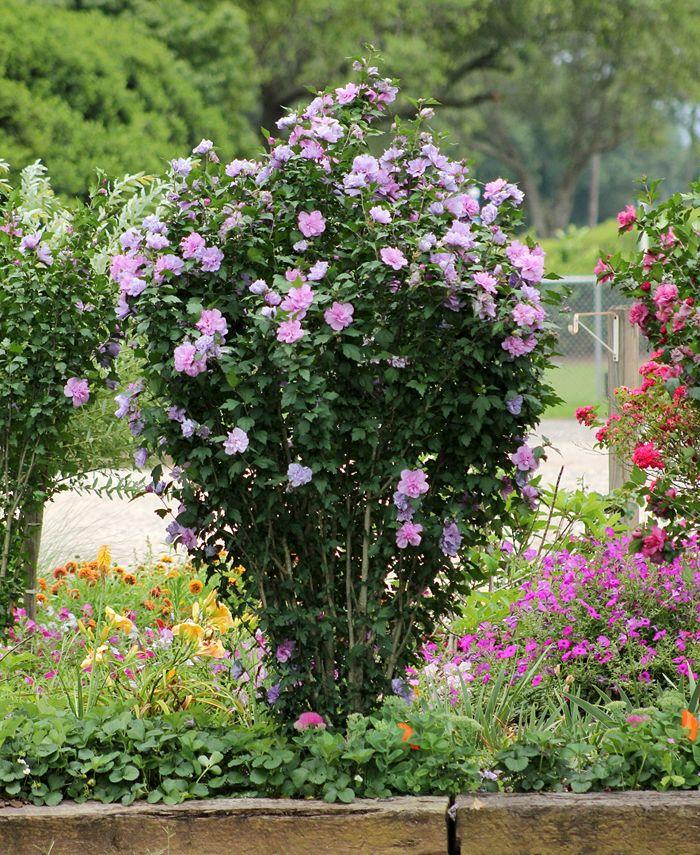 Hibiscus Syriacus Blueberry Smoothie - View 6 from www redcrocus com