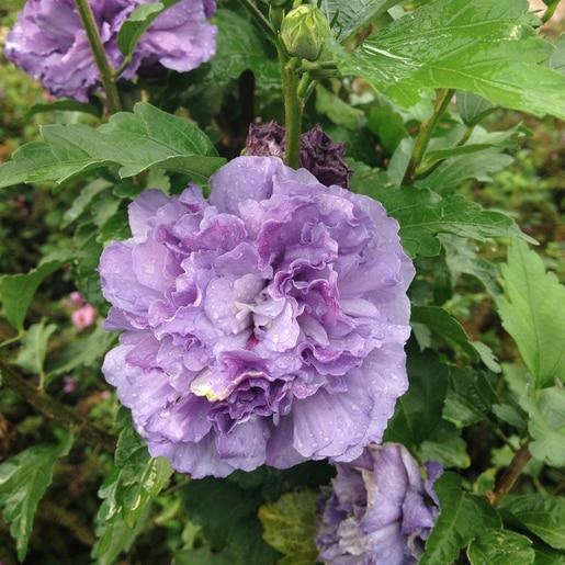 Hibiscus Syriacus Blueberry Smoothie - View 8 from www redcrocus com