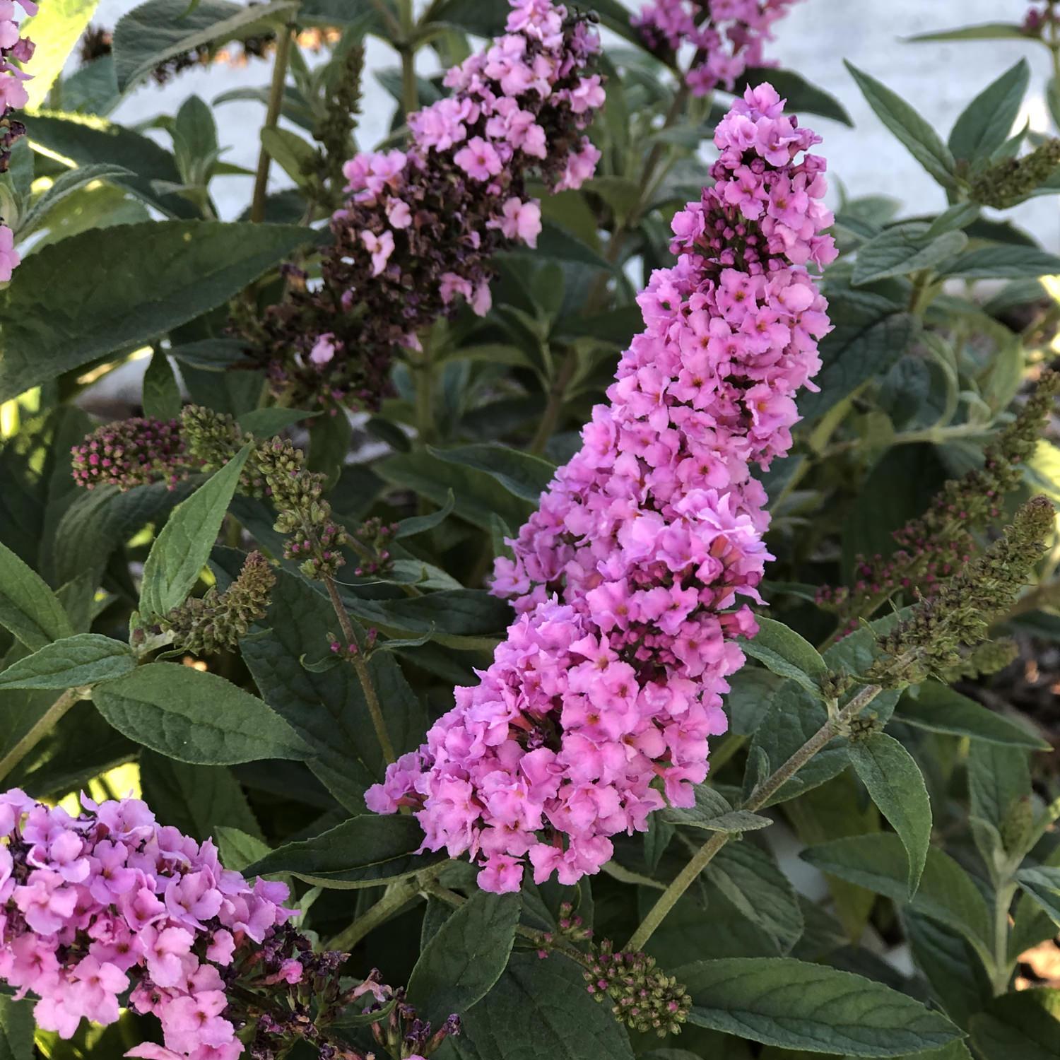 Buddleia Davidii Pink Micro Chip - View 16 from www redcrocus com