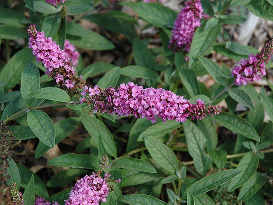 Buddleia Davidii Pink Micro Chip - View 1 from www redcrocus com