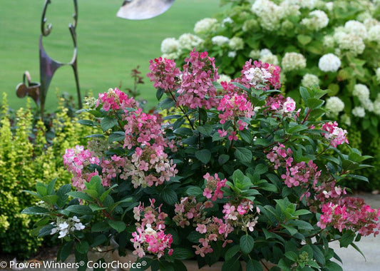 Hydrangea Paniculata Little Quick Fire - View 10 from www redcrocus com