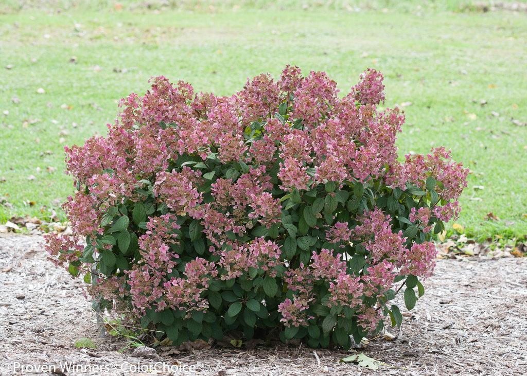 Hydrangea Paniculata Little Quick Fire - View 5 from www redcrocus com