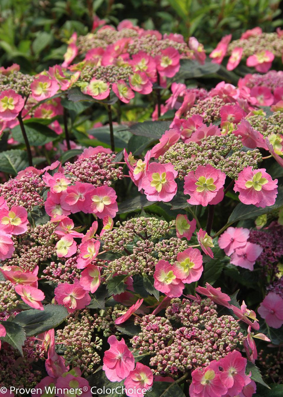 Hydrangea Serrata Tuff Stuff - View 10 from www redcrocus com