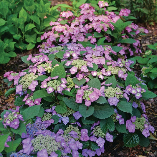 Hydrangea Serrata Tuff Stuff - View 11 from www redcrocus com