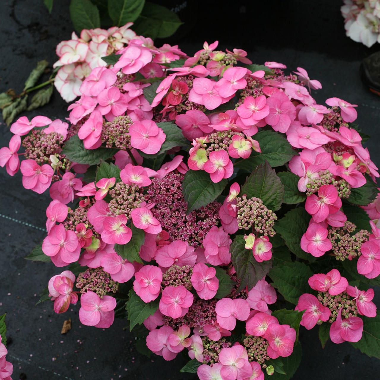 Hydrangea Serrata Tuff Stuff - View 12 from www redcrocus com