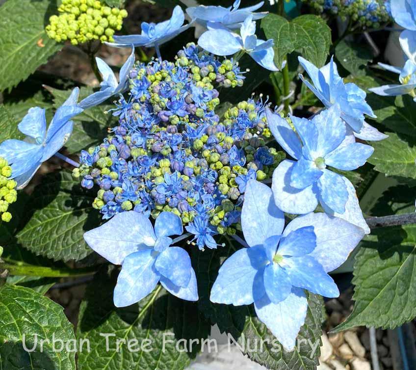 Hydrangea Serrata Tuff Stuff - View 13 from www redcrocus com