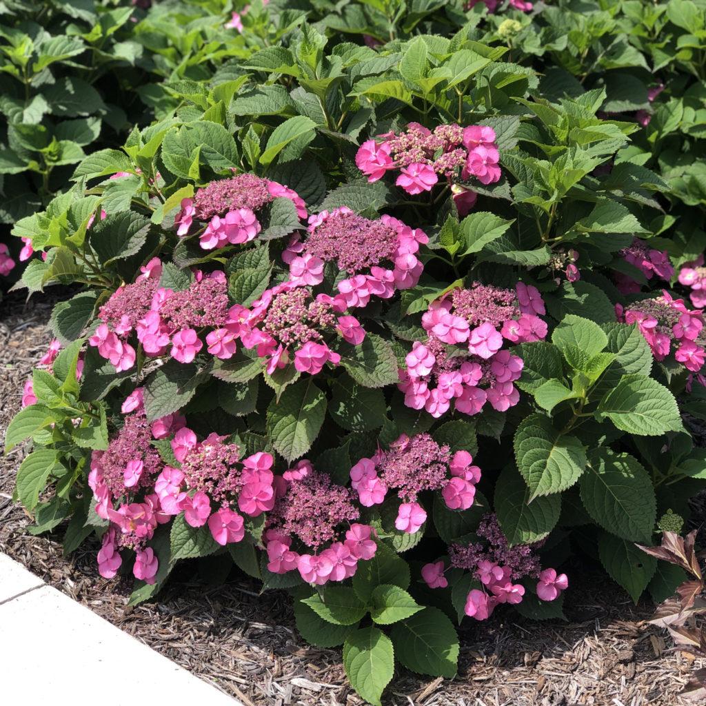 Hydrangea Serrata Tuff Stuff - View 14 from www redcrocus com