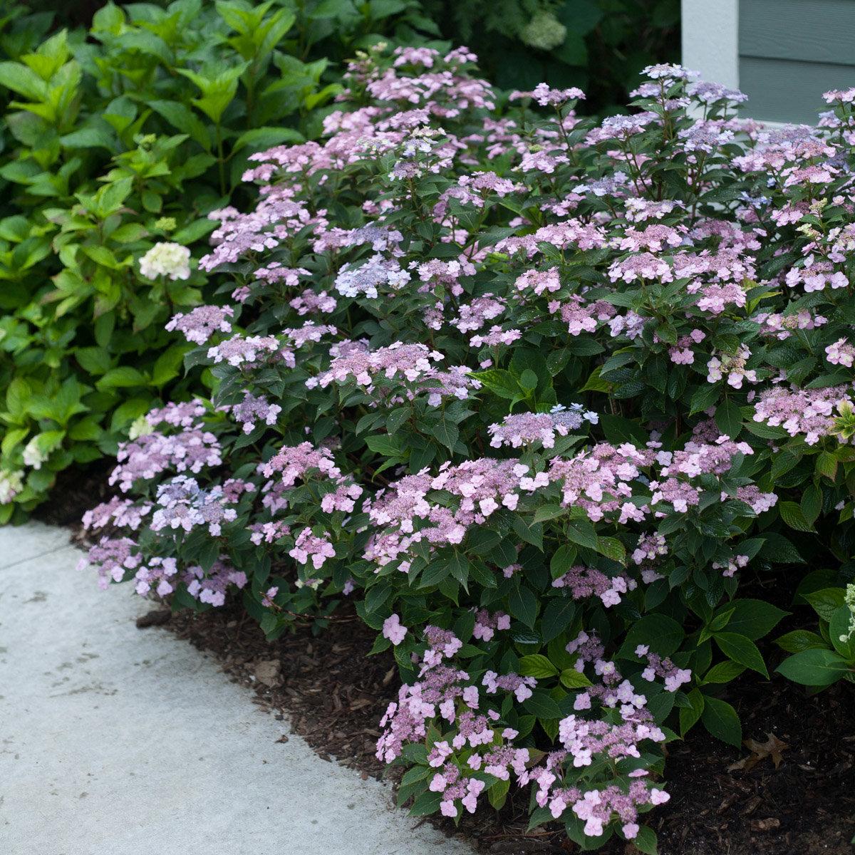 Hydrangea Serrata Tuff Stuff - View 15 from www redcrocus com