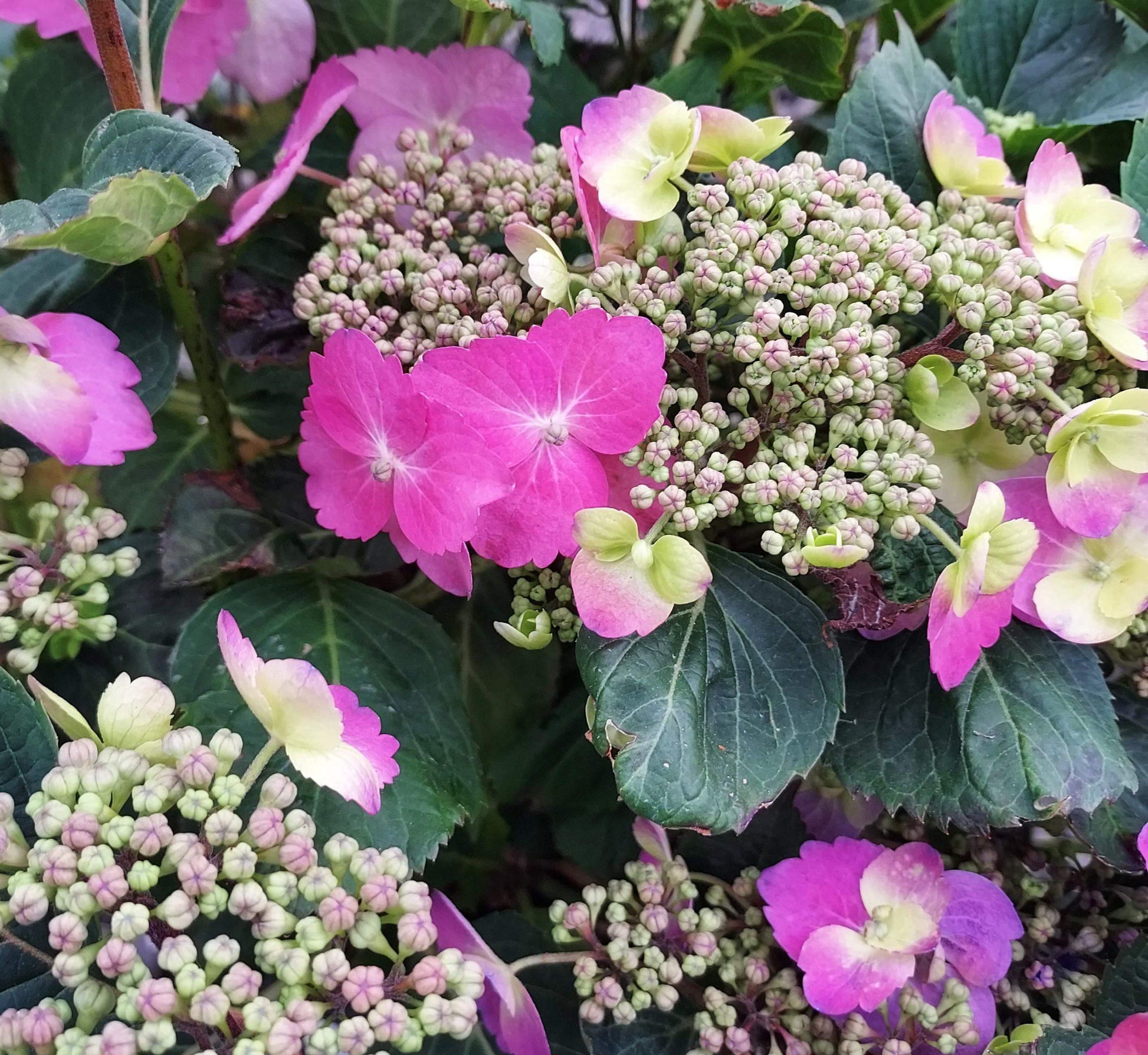 Hydrangea Serrata Tuff Stuff - View 16 from www redcrocus com