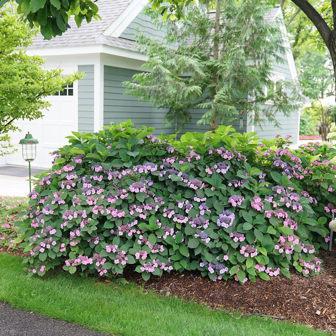 Hydrangea Serrata Tuff Stuff - View 17 from www redcrocus com