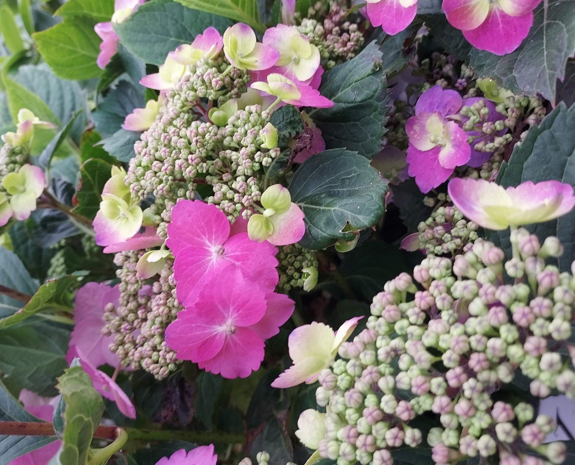 Hydrangea Serrata Tuff Stuff - View 18 from www redcrocus com
