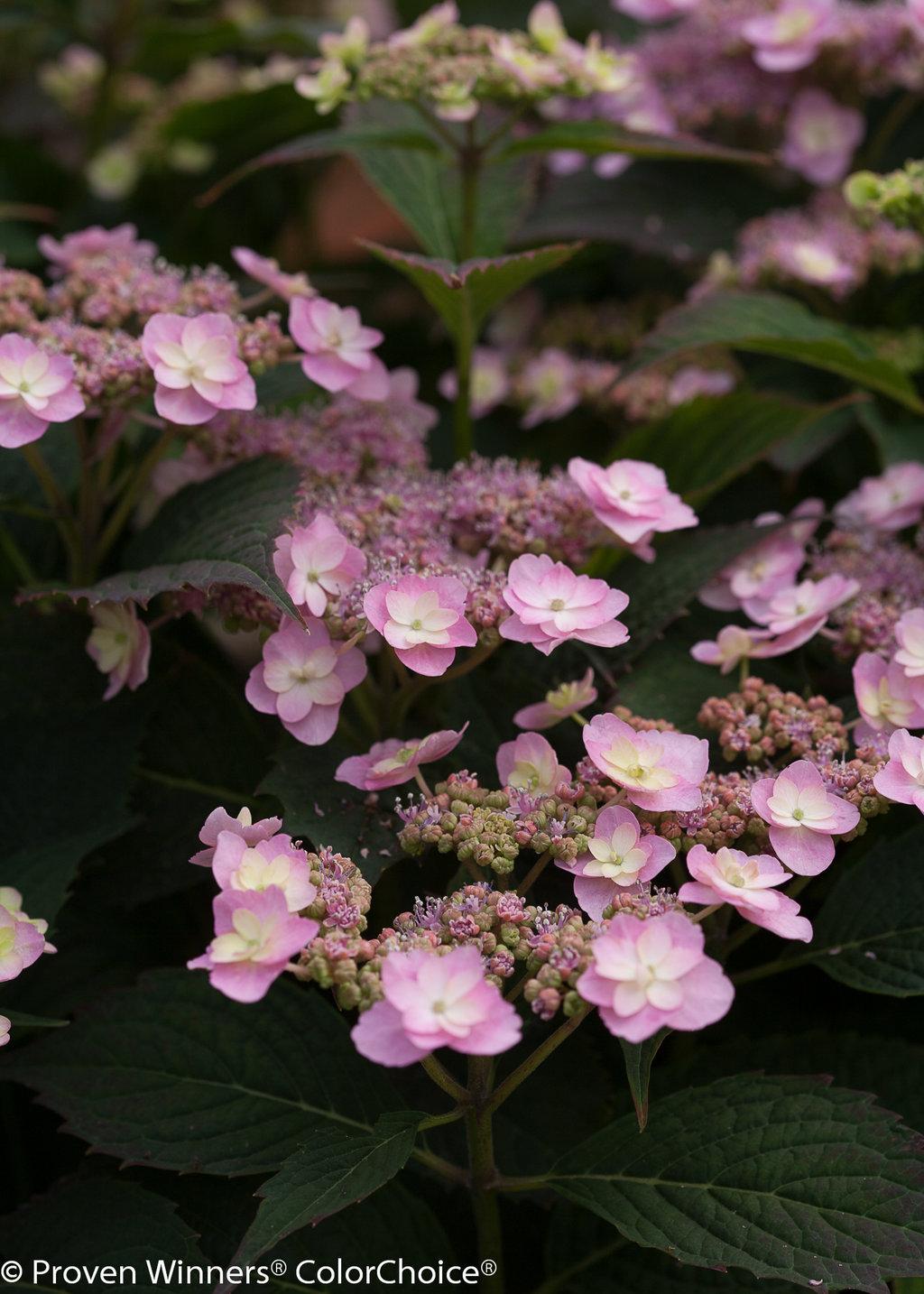 Hydrangea Serrata Tuff Stuff - View 19 from www redcrocus com