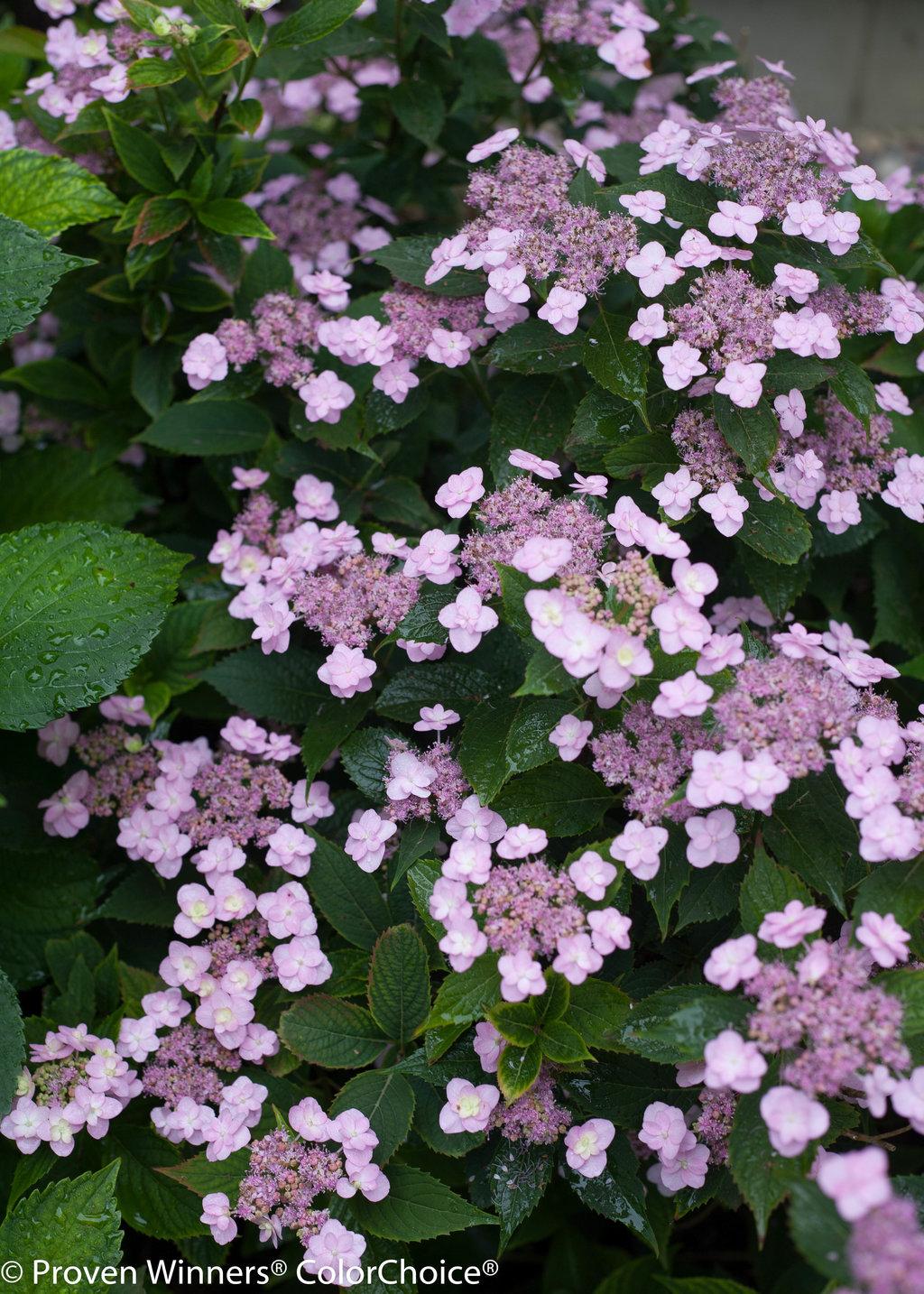 Hydrangea Serrata Tuff Stuff - View 1 from www redcrocus com