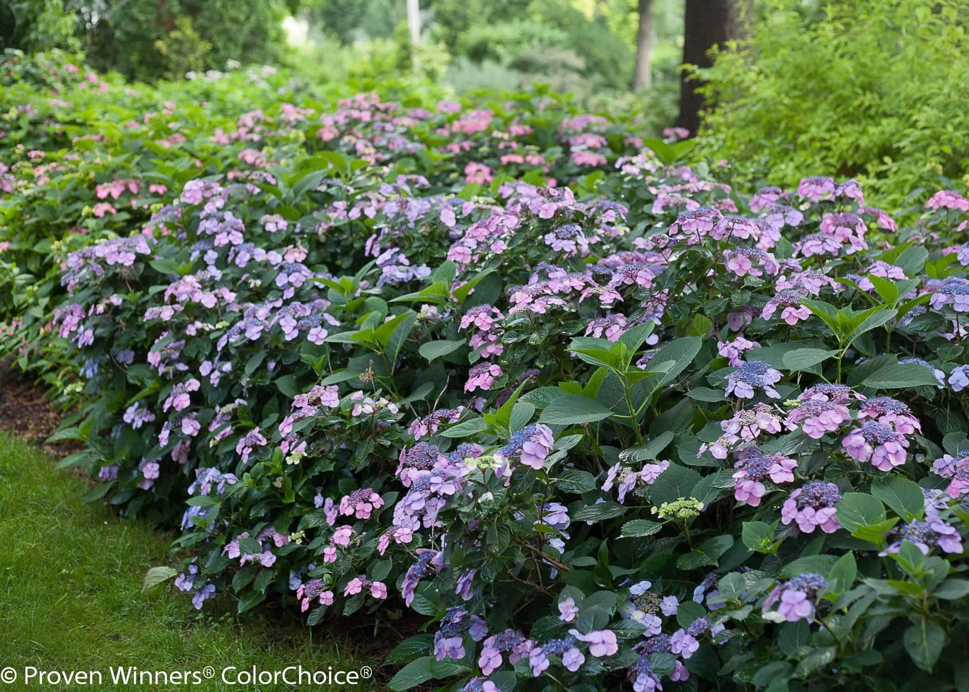Hydrangea Serrata Tuff Stuff - View 2 from www redcrocus com