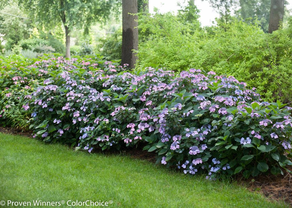 Hydrangea Serrata Tuff Stuff - View 3 from www redcrocus com