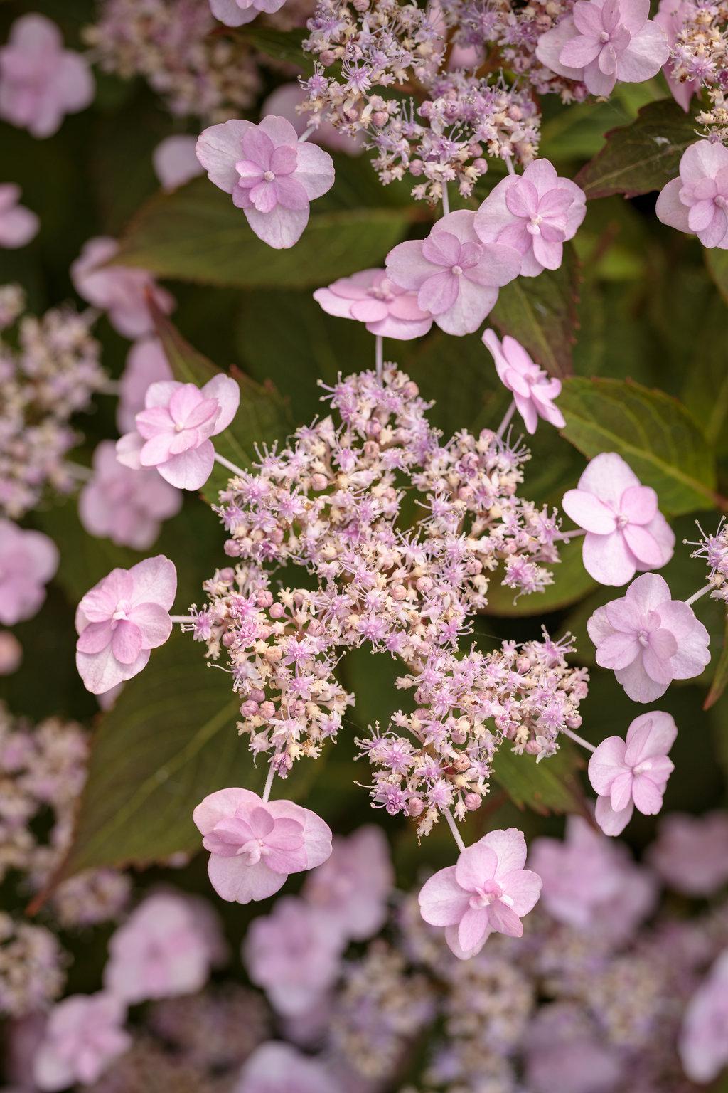 Hydrangea Serrata Tuff Stuff - View 5 from www redcrocus com