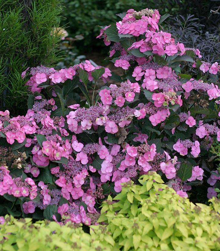Hydrangea Serrata Tuff Stuff - View 6 from www redcrocus com