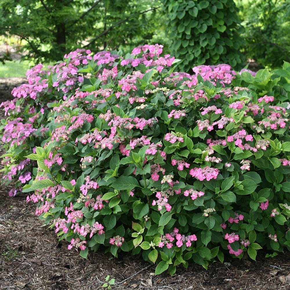 Hydrangea Serrata Tuff Stuff - View 7 from www redcrocus com