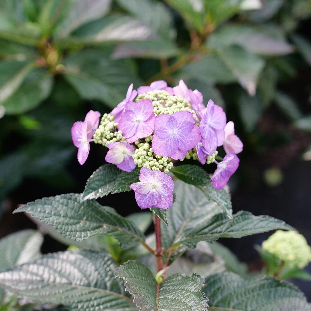 Hydrangea Serrata Tuff Stuff - View 8 from www redcrocus com