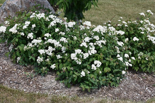 Spirea Japonica Double Play Blue Kazoo - View 10 from www redcrocus com