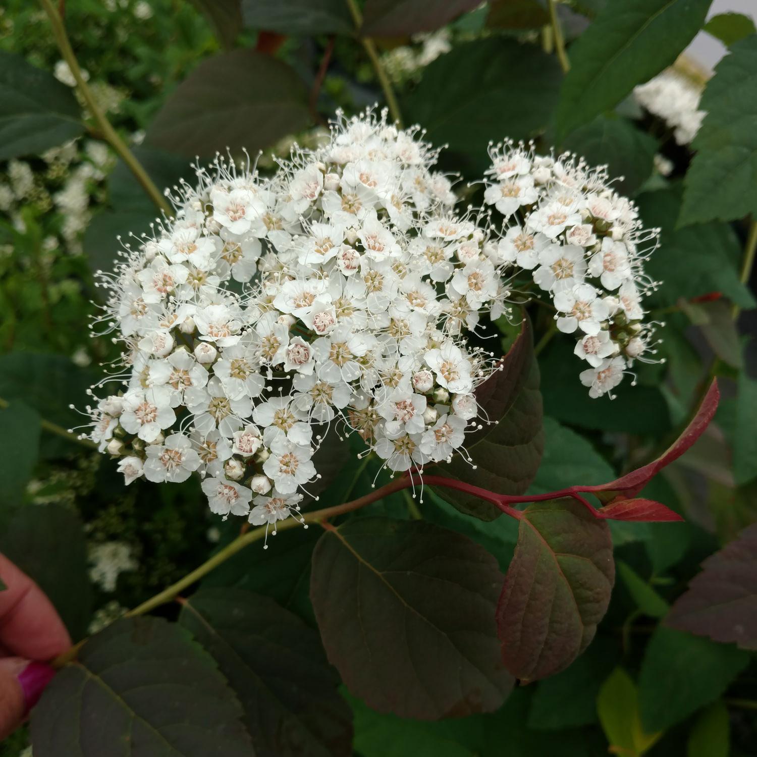 Spirea Japonica Double Play Blue Kazoo - View 11 from www redcrocus com