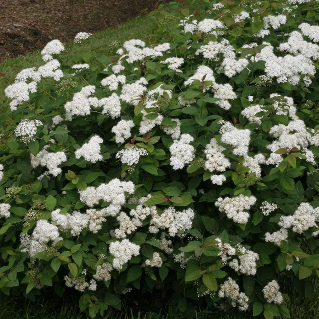 Spirea Japonica Double Play Blue Kazoo - View 12 from www redcrocus com