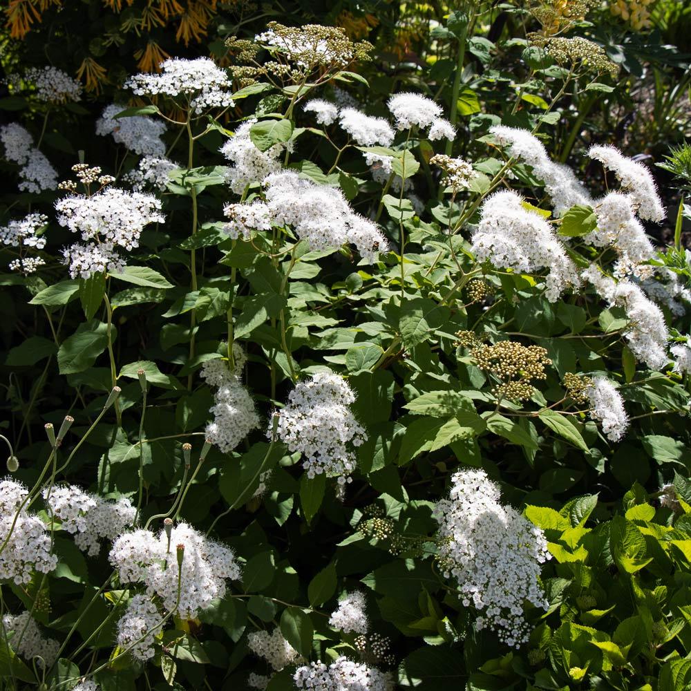 Spirea Japonica Double Play Blue Kazoo - View 15 from www redcrocus com