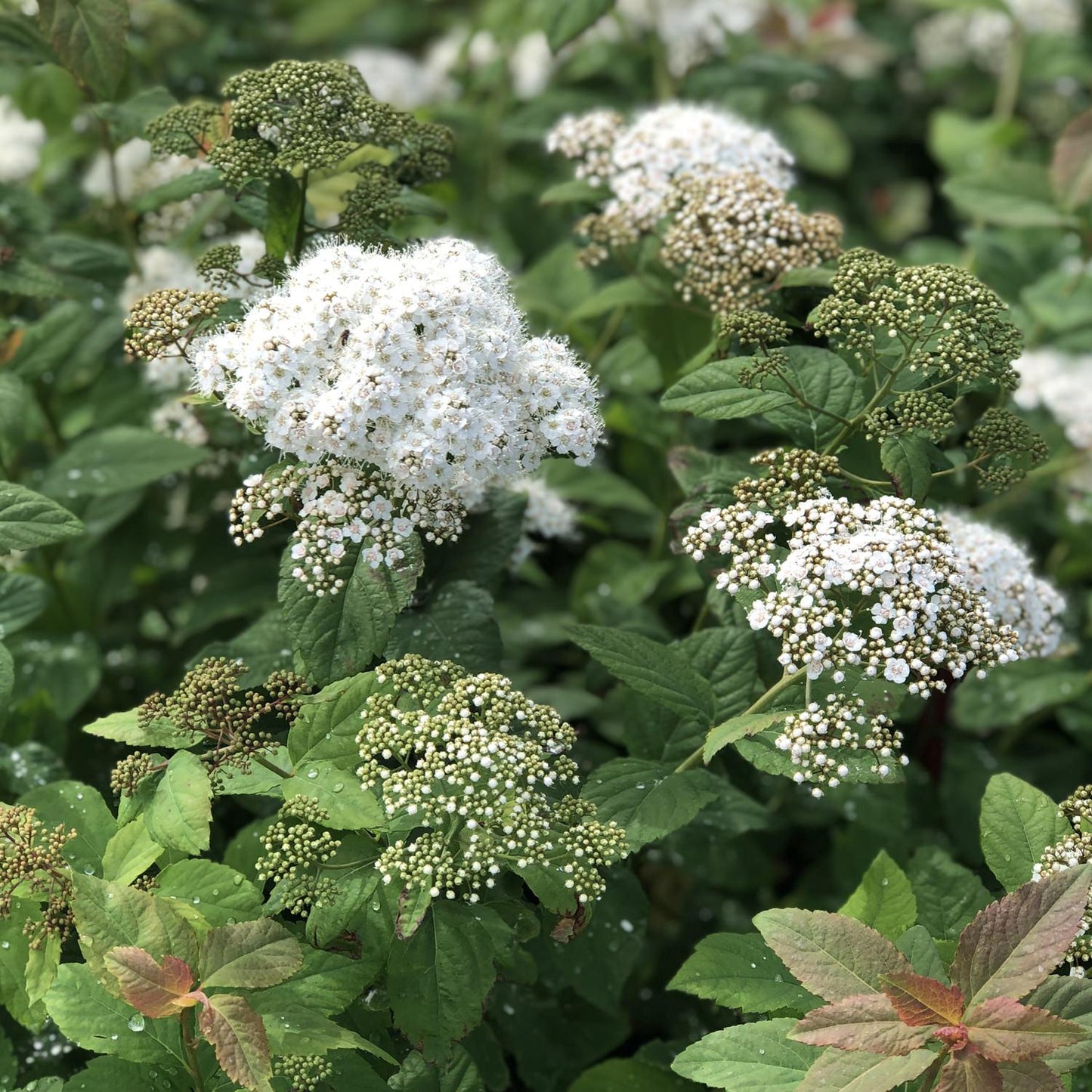Spirea Japonica Double Play Blue Kazoo - View 17 from www redcrocus com