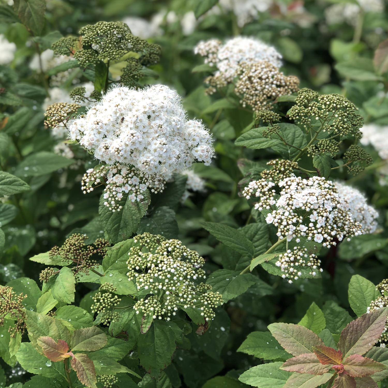 Spirea Japonica Double Play Blue Kazoo - View 17 from www redcrocus com
